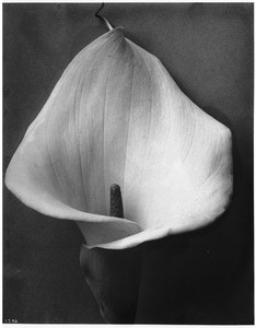 Close-up of a Calla lily blossom specimen, ca.1920