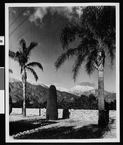 Small sculpted bush and two palm trees overlooking monutains from behind a stone wall