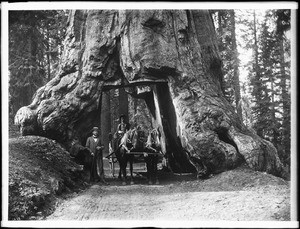 Horse-drawn wagon driving through a hole cut in a Big Tree in Mariposa Grove in Yosemite National Park, California, ca.1900