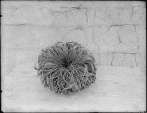 Close-up of a cactus from the Pima Indian Reservation, Arizona, ca.1920