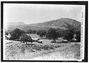 Panoramic view of a fruit ranch in the foothills of Southern California, ca.1900