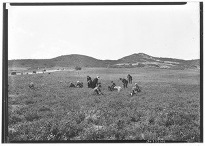 People picking poppies in a large field