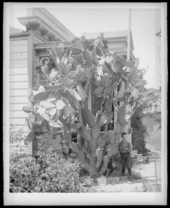 Cactus outside residence on the east side of Broadway near Third Street, Los Angeles, ca.1890