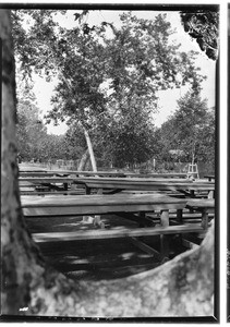 Rows of picnic tables seen at frontal view, Syracuse (Sycamore?) Grove Park