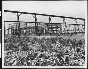 Building frame under construction, ca.1950