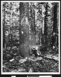 Logger cutting down a tree, September 2, 1958