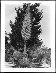 Yucca in blossom (Candlestick of the Lord, or Spanish Bayonet), ca.1920