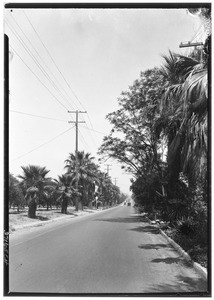 A long stretch of a road lined by trees