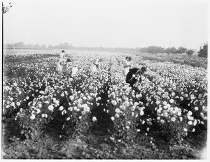 Women picking flowers in a sunflower field