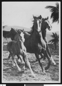 Three horses on the beach, retouched