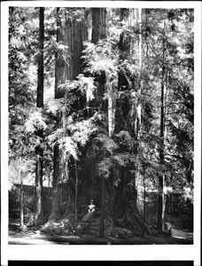 Cathedral group of Big Trees in Henry Cowell Park, Santa Cruz, 1903