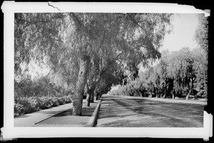 Adams Boulevard showing location of Severance residence, Los Angeles, 1900