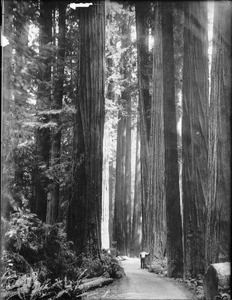 Tall timber in the Pacific Northwest, ca.1900