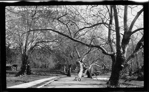 Tree-lined road and sidewalk in Rustic Canyon, ca.1925