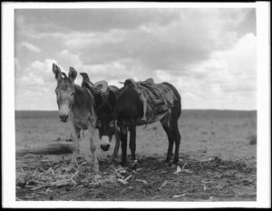 Two Hopi burros standing among corn ears and husks on the ground, ca.1900