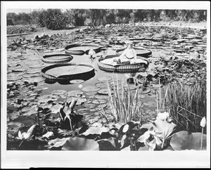 A boy riding on a Victoria Cruziana water lily pad in the middle of the pond, Huntington Gardens, San Marino, ca.1920