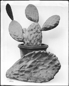 Close-up of a specimen of Luther Burbank's famous thornless cactus, ca.1920