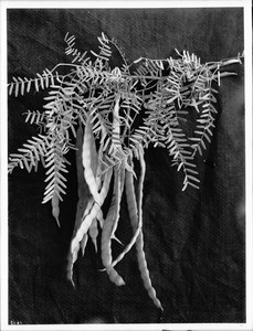 Mesquite bean plant specimen, ca.1900-1910