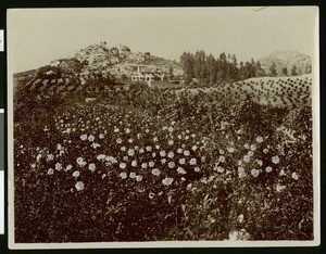View of Chase Rose Nursery in Riverside, near Pachappa Hill, ca.1900