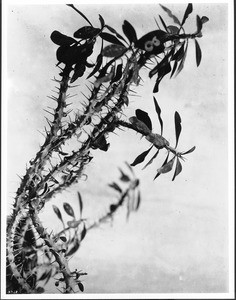 Close-up of a crown of thorns cactus (cacti euphorbia splendeus) from Palestine, ca.1920