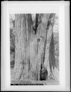 Big tree in the forest of Chapultepec, Mexico City, Mexico, ca.1900