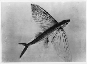 A flying fish of the Pacific Ocean, Catalina Island, California, ca.1910