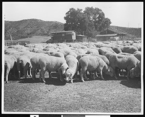 Flock of sheep at Newhall Ranch, ca.1900