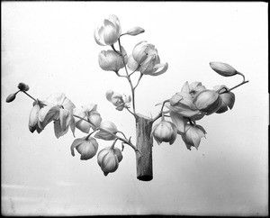 Close-up of a specimen of the blossoms of chaparral yucca (Yucca whipplei - Spanish Dagger)