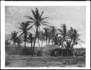 A native Hawaiian farmer's grass hut and cocoanut grove behind