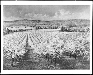 Painting depicting blossoming trees at an orchard in the Santa Clara Valley, ca.1920