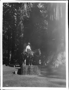 Woman on horseback, standing on stump of big redwood tree in Mariposa Grove (Wawona Big Trees) in Yosemite National Park, California, ca.1900