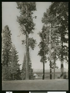 View of Lake Tahoe from Tahoe Tavern, showing a boat at dock, ca.1910