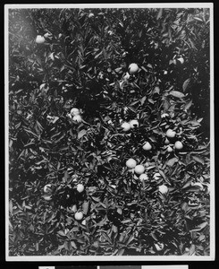 Oranges and blossoms from Frank Wiggins ranch near Los Angeles, ca. 1910