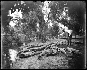 Feeding time at an alligator farm (possibly the California Alligator Farm, Los Angeles), ca.1900