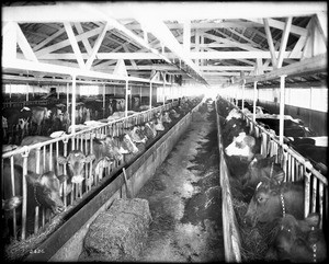 Long rows of dairy cows feeding in a dairy