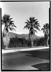 Palm trees and orange groves along the side of a road in Azusa, ca.1920