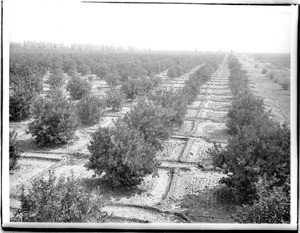 Large lemon orchard prepared for irrigation in the San Fernando Valley, California, ca.1900