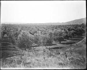 An olive grove, Los Angeles, ca.1900