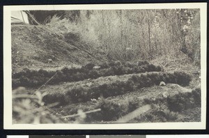 Rows of young plants at the bottom of a dirt mound