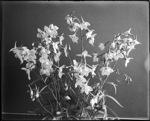 Close-up of a specimen of Larkspur, ca.1920