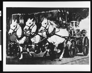 Three horses pulling a fire engine on an emergency call in San Francisco, ca.1880