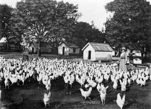 Two women feeding chickens at a chicken farm, Petaluma, California, ca.1910