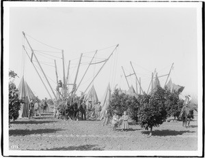 Fumigating equipment, workers and children in a citrus orchard, ca.1892-1910