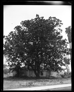 View of the Evertsen Adobe obsucred by a large tree in San Gabriel, 1960