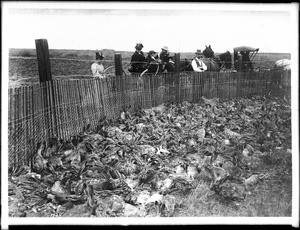 Jackrabbits captured in corral in rabbit drive, ca.1900