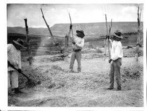 Laguna Indian men threshing wheat at Paquate, New Mexico, ca.1900