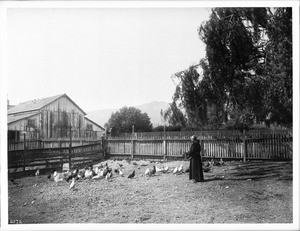 Monk feeding chickens at Mission Santa Barbara, California, ca.1904