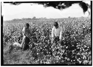 Two mexican men picking cotton near Indio, California
