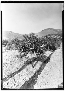 Irrigation of young orange trees, showing a row of trees between two irrigation ditches, October 25, 1933