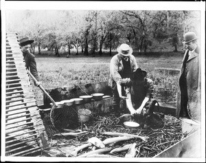 Men extracting eggs from female fish at spawning station, California, ca.1910